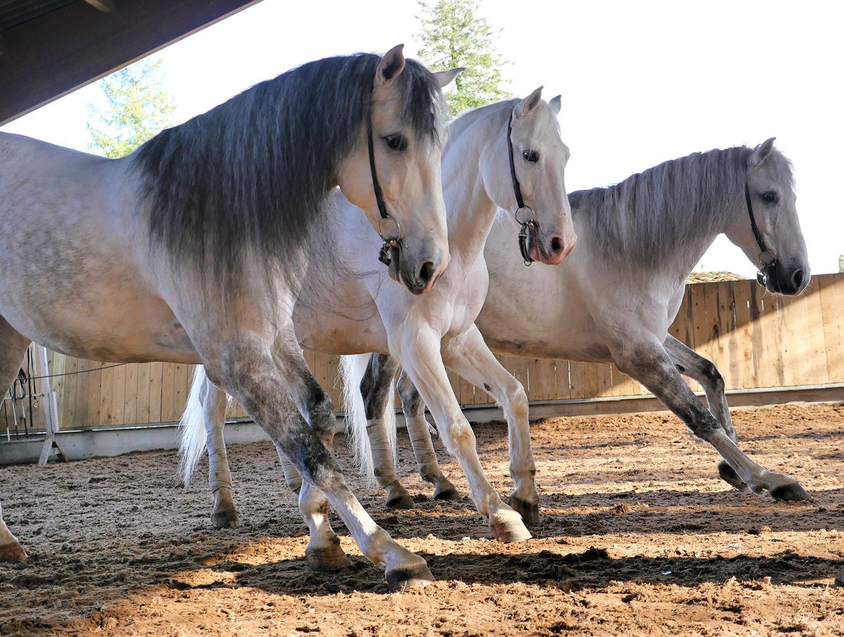 Mêmes lors des répétitions à l’Académie Equestre, la scène des “chevaux en liberté” de #MousquetairedeRichelieu reste... majestueuse !