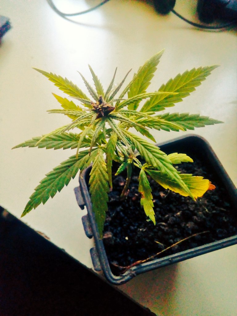 420SmokingClub's tweet photo. Purple baby https://t.co/irToUCyvpZ