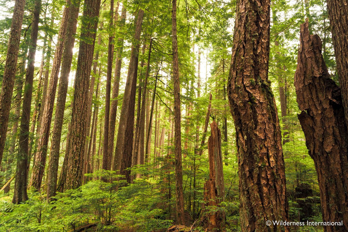 The #protection of the untouched and #oldgrowth #temperate #rainforest in #BritishColumbia / #Canada - that is our vocation!

wilderness-international.org 
<a href="/Majonnchen/">Majonna</a> <a href="/ProtectPeel/">Protect Peel</a> <a href="/oliviachow/">Olivia Chow</a> <a href="/HakaiPass/">Ole's Hakai Pass</a>