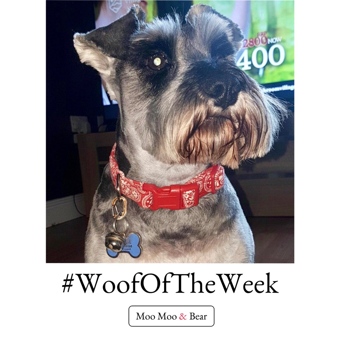moomooandbearuk's tweet photo. #woofoftheweek 

The gorgeous Binky in her Valentines collar. We will be popping back later tonight for #woofwoofwednesday with our fabulous range for Valentines ❤️🐾🐶
https://t.co/e6VCyXTsXr https://t.co/zENveQqfO9