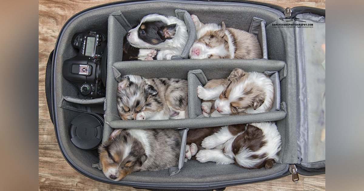 petapixel's tweet image. I named these puppies Click, Bokeh, Nikon, Sensor, Skrim, and Gobo: petapixel.com/2018/01/31/nam…