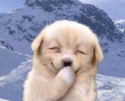 HAPPETS (@chienaccessoire) on Twitter photo 