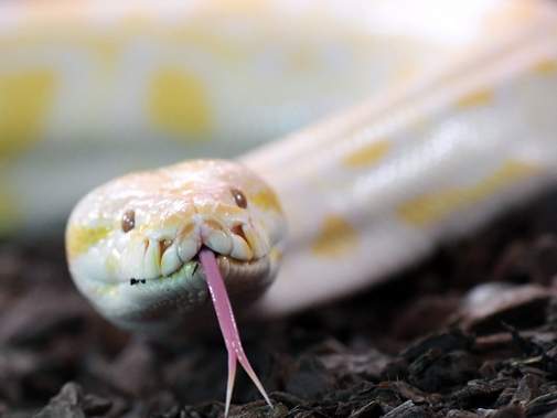 Volksstimme's tweet photo. Der im August 2017 geflohene #Tigerpython Lissy hat ein neues Zuhause im Erlebnistierpark #Memleben im #Burgenlandkreis gefunden.
https://t.co/5j1qpm46pF https://t.co/mU3Xnbg1oR