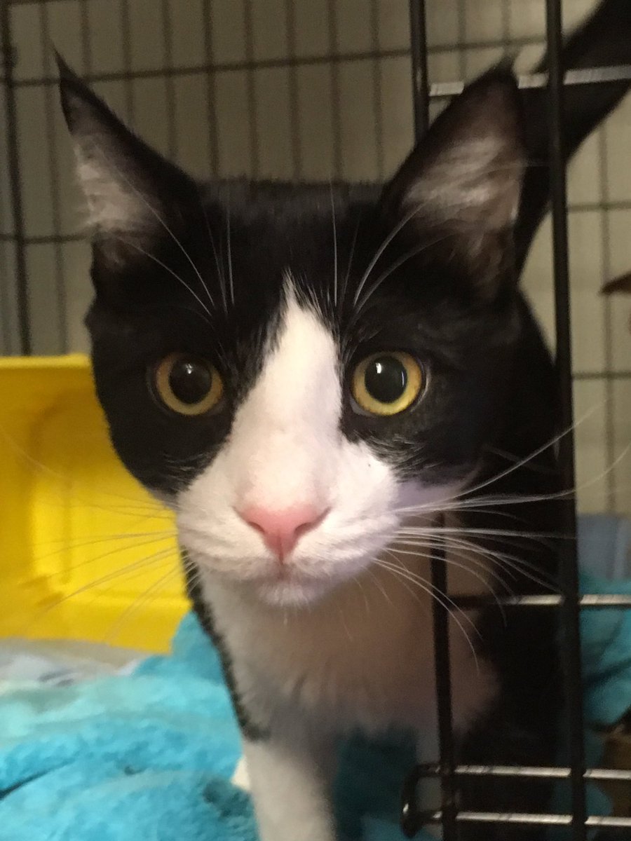 CTCatConnection's tweet image. Have you signed up for our monthly newsletter yet? If not, its a great time to - February update goes out tomorrow!  Click here to sign up! bit.ly/KeepUpWiththeC…