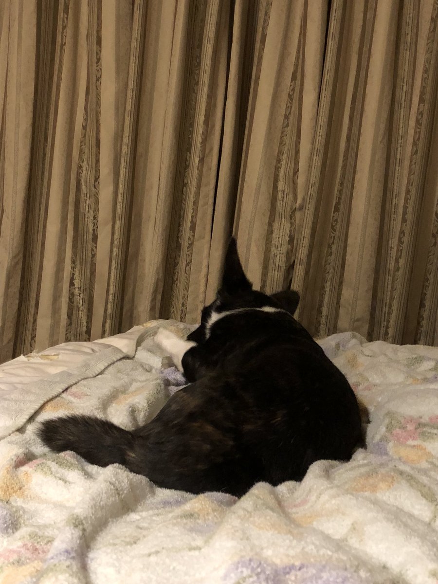 眠いよー