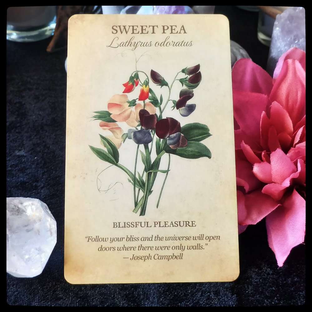WillowGroveMyst's tweet photo. #DailyCard Follow your bliss. https://t.co/vnSQE6Dx3n https://t.co/qetpdn1uns