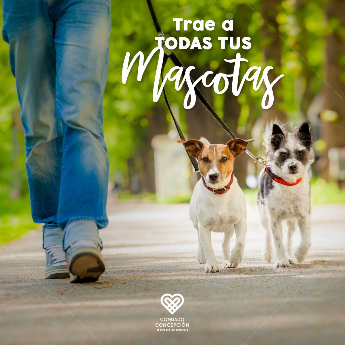 cconcepciongt's tweet photo. Recuerda que acá en Condado Concepción somos Pet Friendly por eso te invitamos que nos visites junto a tus mascotas. https://t.co/Fq3jhrh6MY