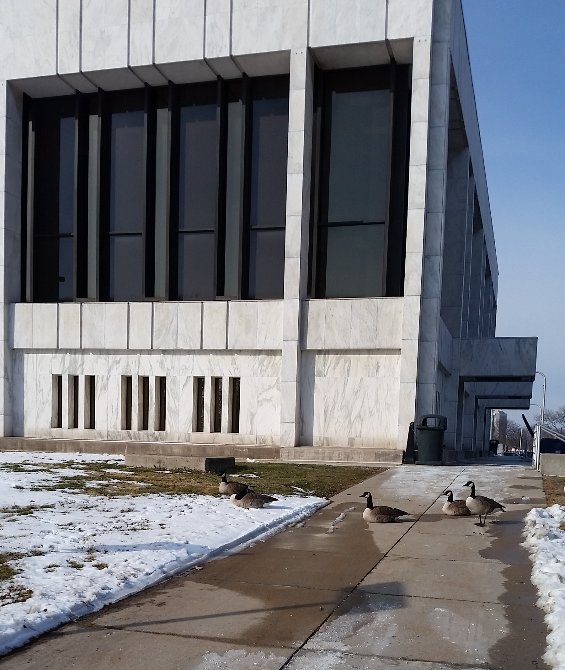 DearbornLibrary's tweet image. Um, excuse me. #librarygeese