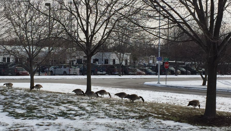 DearbornLibrary's tweet image. Um, excuse me. #librarygeese