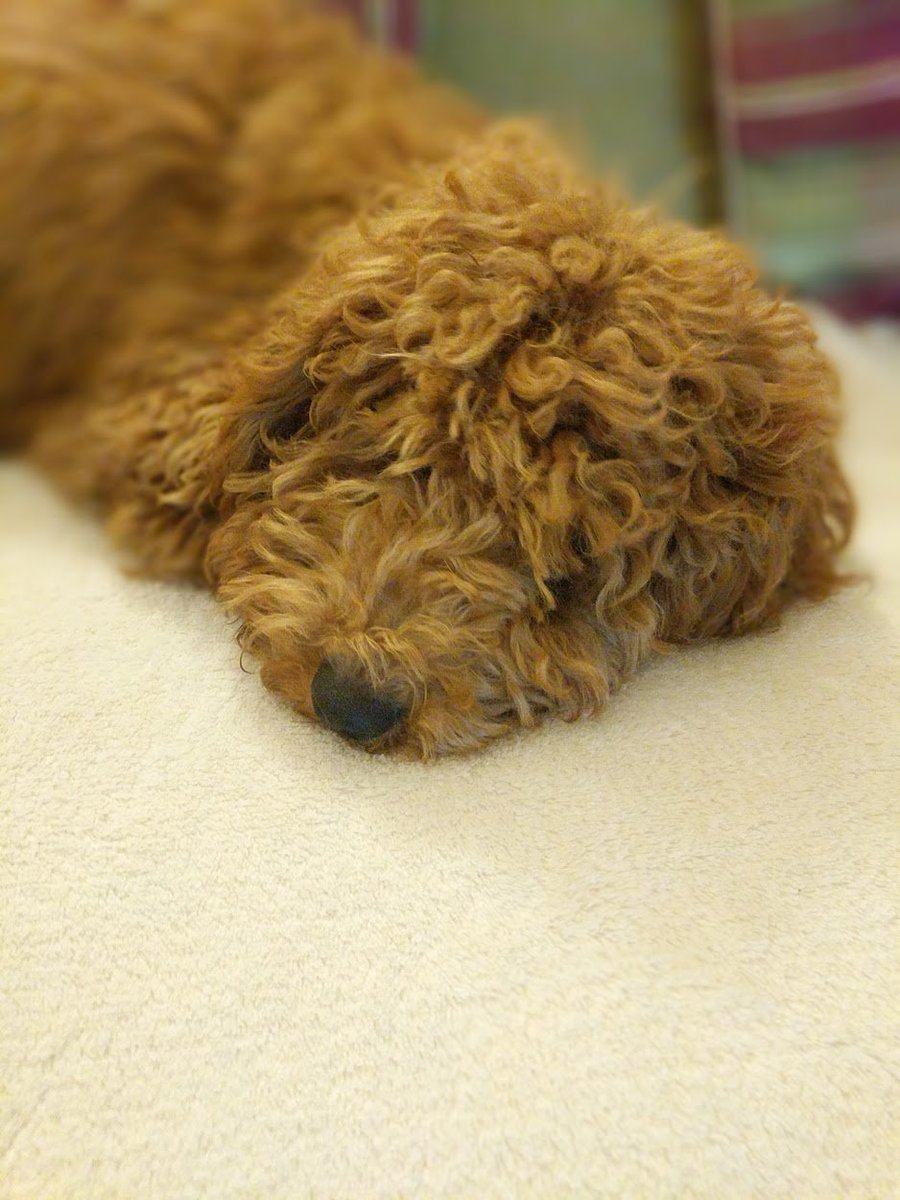 RafflesCockapoo's tweet image. sleeping poo