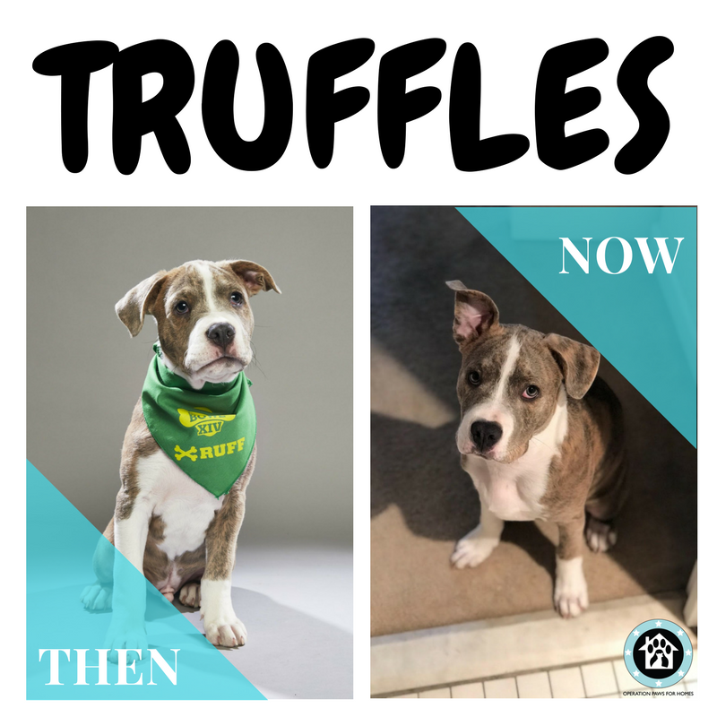 OPH_Rescue's tweet photo. Meet #ophrescue alumni #2 in the @AnimalPlanet #puppybowl lineup: Truffles! OPH rescued Truffles as an inquisitive, cuddly puppy. He has since been adopted by a loving family - his new name is Chance - but he's still just as sweet as his old name! #TeamRuff #RuffandFluff https://t.co/z8yt2YvCgg
