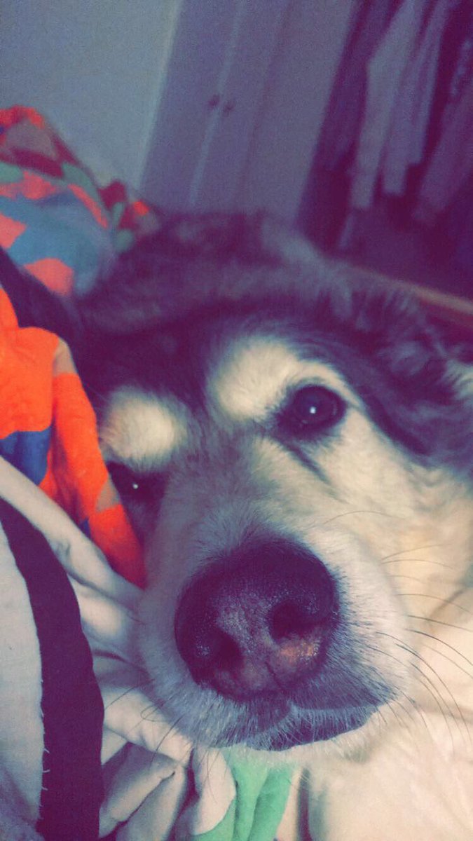 _karyann's tweet photo. #BellLetsTaIk because sometimes you need some cuddles https://t.co/EWyLaFnRXU