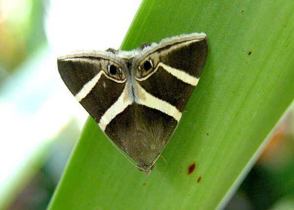 GenreFodder's tweet photo. Carly Brookes #surreal #animal #insect #moth #genrefodder #nature #evolution https://t.co/53Q2mB0CKs
