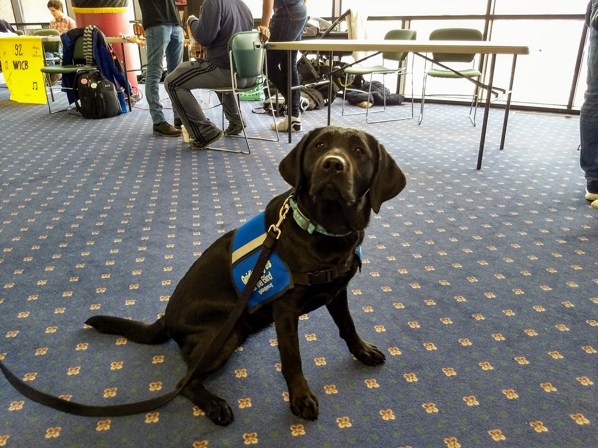 shamula's tweet photo. Good Wednesday afternoon doggies, Ernie and Ocala! @IthacaCollege #StudentOrgFair @GuidingEyes #dogs #dogsoftwitter https://t.co/mwRE7v3Q2f