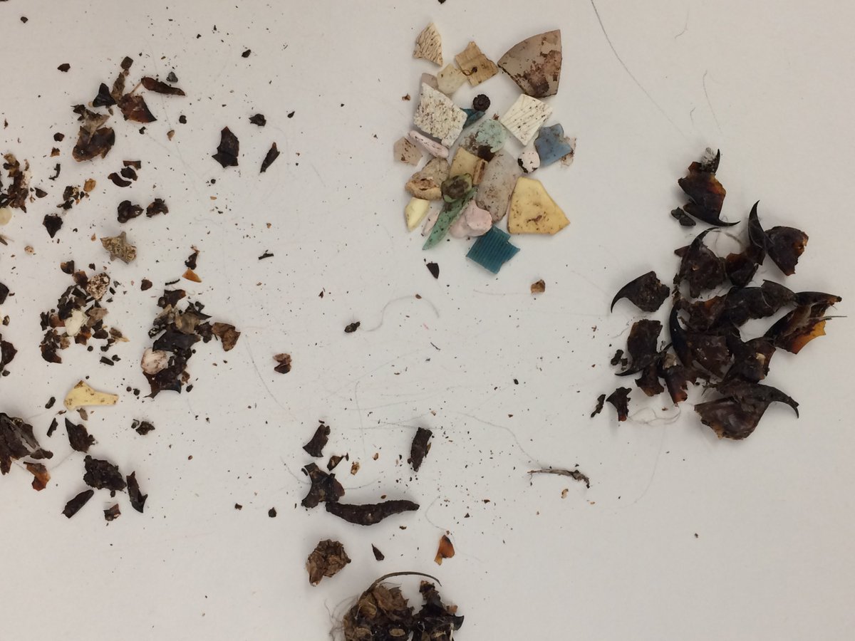 MsNewburn's tweet photo. #7thgraders dissect albatross boluses. https://t.co/C1oBvIbvIo Thanks @OikonosEggs for donating boluses. Write Claim-Evidence-Reason #Scichat #PlasticPollution #NGSSchat #Plasticfree https://t.co/Il3LU79ZEI