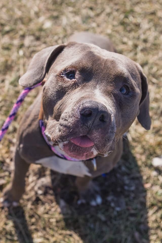 CityDogsCLE's tweet photo. Boss is a gentle giant! This sweet boy is mellow and affectionate. He just wants to hang out and get scratches. He is great on-leash and treat motivated. Personable and friendly, he can be shy so he would do best in a home where he can feel safe and truly blossom. #adopt #citydog https://t.co/rBacTWqlBu