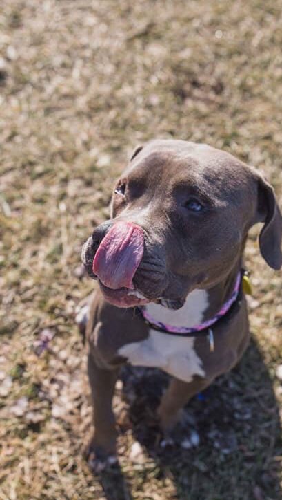 Boss is a gentle giant! This sweet boy is mellow and affectionate. He just wants to hang out and get scratches. He is great on-leash and treat motivated. Personable and friendly, he can be shy so he would do best in a home where he can feel safe and truly blossom. #adopt #citydog
