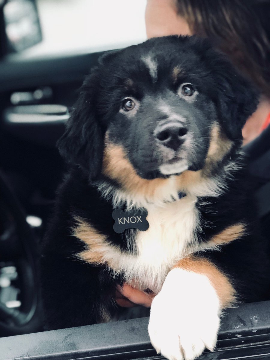Happy #WoofWednesday from the SAIL Office! Meet Knox and his owner Haley. Knox is a 10 week old Australian Shepherd that is brand new to EWU!

If you are interested in being featured in future #WoofWednesday posts, please send a picture of you and your pup to sailintern@ewu.edu