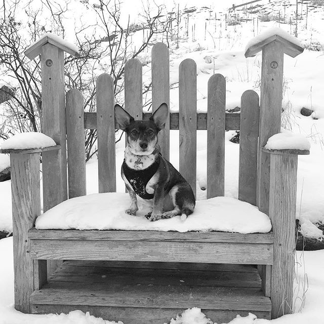 HomesteadResort's tweet image. Forget the groundhog, this guy is LOVING winter~

 📷: @basco_buddy