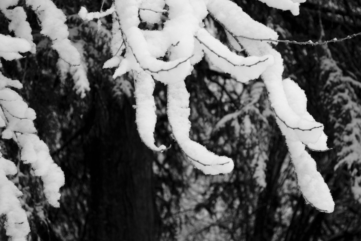 PebbleBridgePh's tweet photo. I really enjoy a good snowfall from time to time! #Ridgefield, #Washingtonstate, #RidgefieldWA, #snowday #snowfall #pebblebridgephotography, #winterphotos, #winterphotography, #blackandwhitephotography, #PhotoOfTheDay https://t.co/4SDG5ULWJn