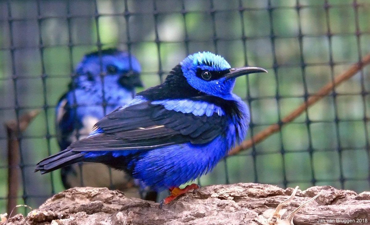 janvb68's tweet photo. Ik heb dan geen blauwe super maan gezien, maar deze vogel die ik onlangs tegenkwam in vogelpark Avifauna kan ik toch wel een Blauwe Super vogel noemen https://t.co/7evikwm7n0