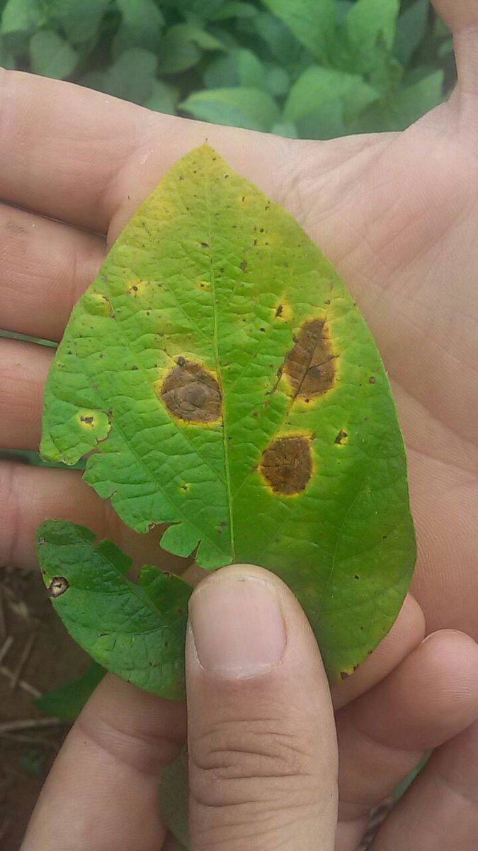 terbutilo's tweet photo. Breeding necesita de variedades susceptibles también. https://t.co/gal9EHuEMe