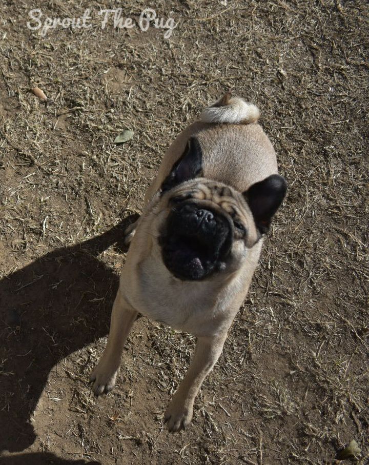 SproutThePug's tweet photo. Sprout here!
Freeze frame! LMTO!! ๐คฃ๐
#SillySparkle #SheLooksLikeAFrenchie ๐คฃ #FreezeFrame #LaughingMyTailOff #BounceBarking #Wednesday #WednesdayWisdom #Pugs #Dog #Puppies #PugLife #DogLife #PuppyLife #PugHumor #SillyPugs #PugsAndKisses #Frenchie #FrenchBulldog #Humor https://t.co/emi6gwBZ20