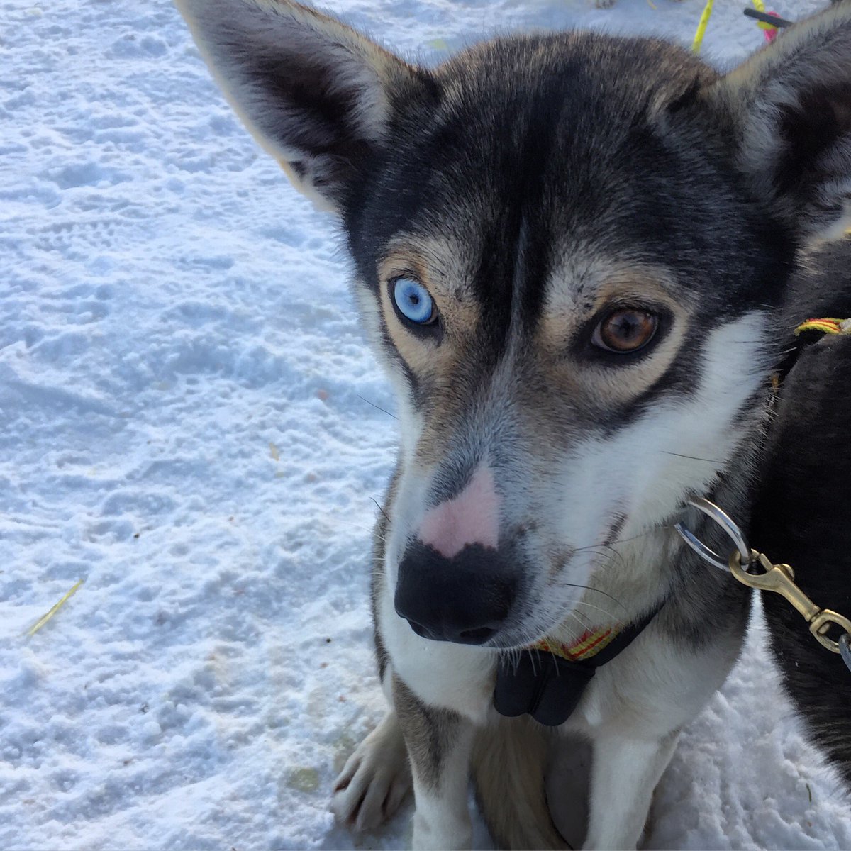 BestScandinavia's tweet photo. There are so many excursions to choose from in Tromsø but dog sledding has to be one of our favourites! ❄️🛷💙
#malangenresort #bestserved https://t.co/PzVBpnkLim