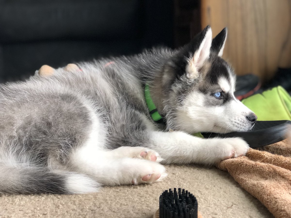 husky_link's tweet photo. ❤️ #huskypuppy #husky #siberianhusky #huskypuppies #huskyfamily #huskyfun #puppiesofinstagram #puppies #puppy #dogs #dog #dogsofinstagram https://t.co/BoMbeYpWav