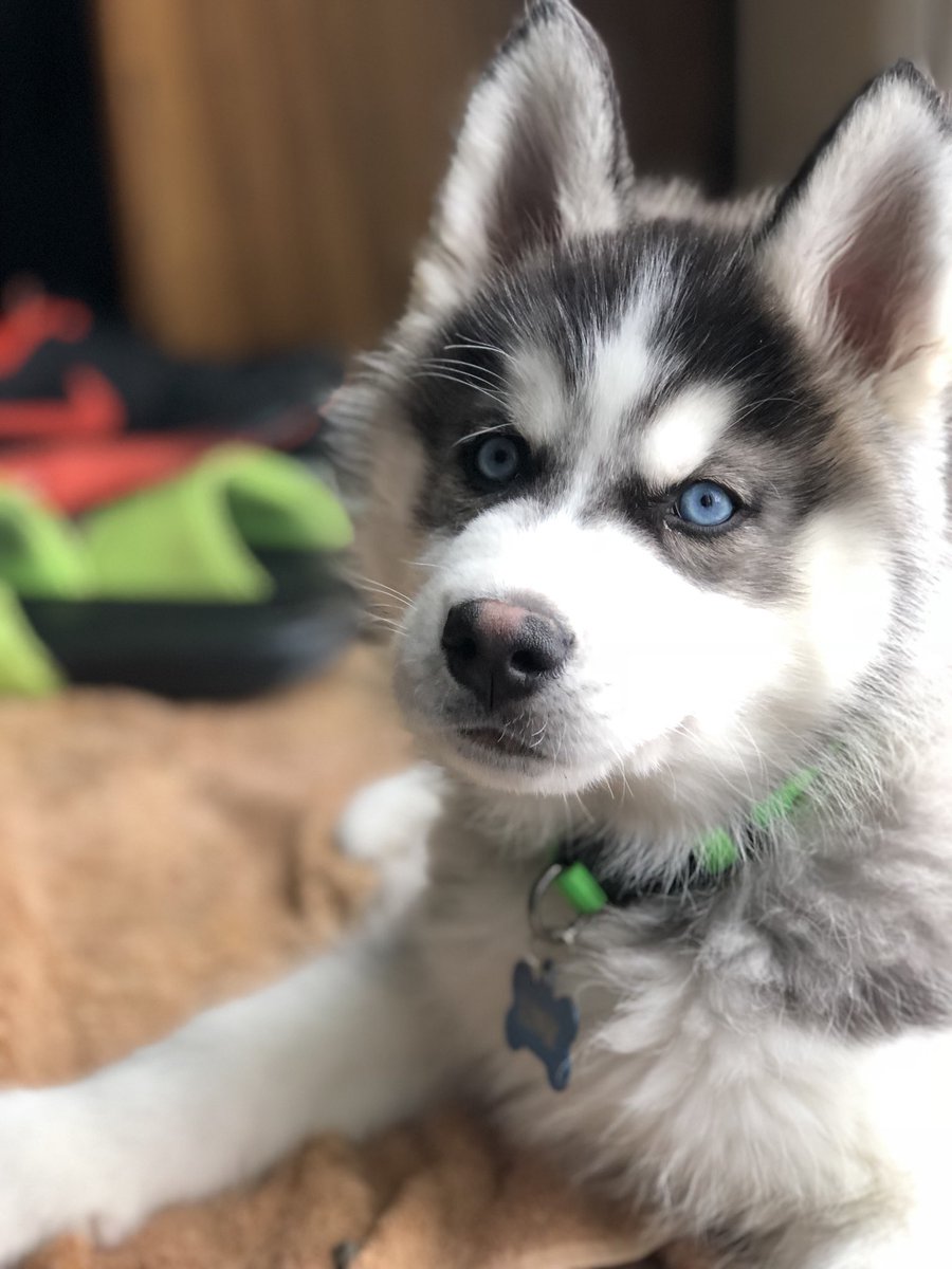husky_link's tweet photo. ❤️ #huskypuppy #husky #siberianhusky #huskypuppies #huskyfamily #huskyfun #puppiesofinstagram #puppies #puppy #dogs #dog #dogsofinstagram https://t.co/arMhwm970j