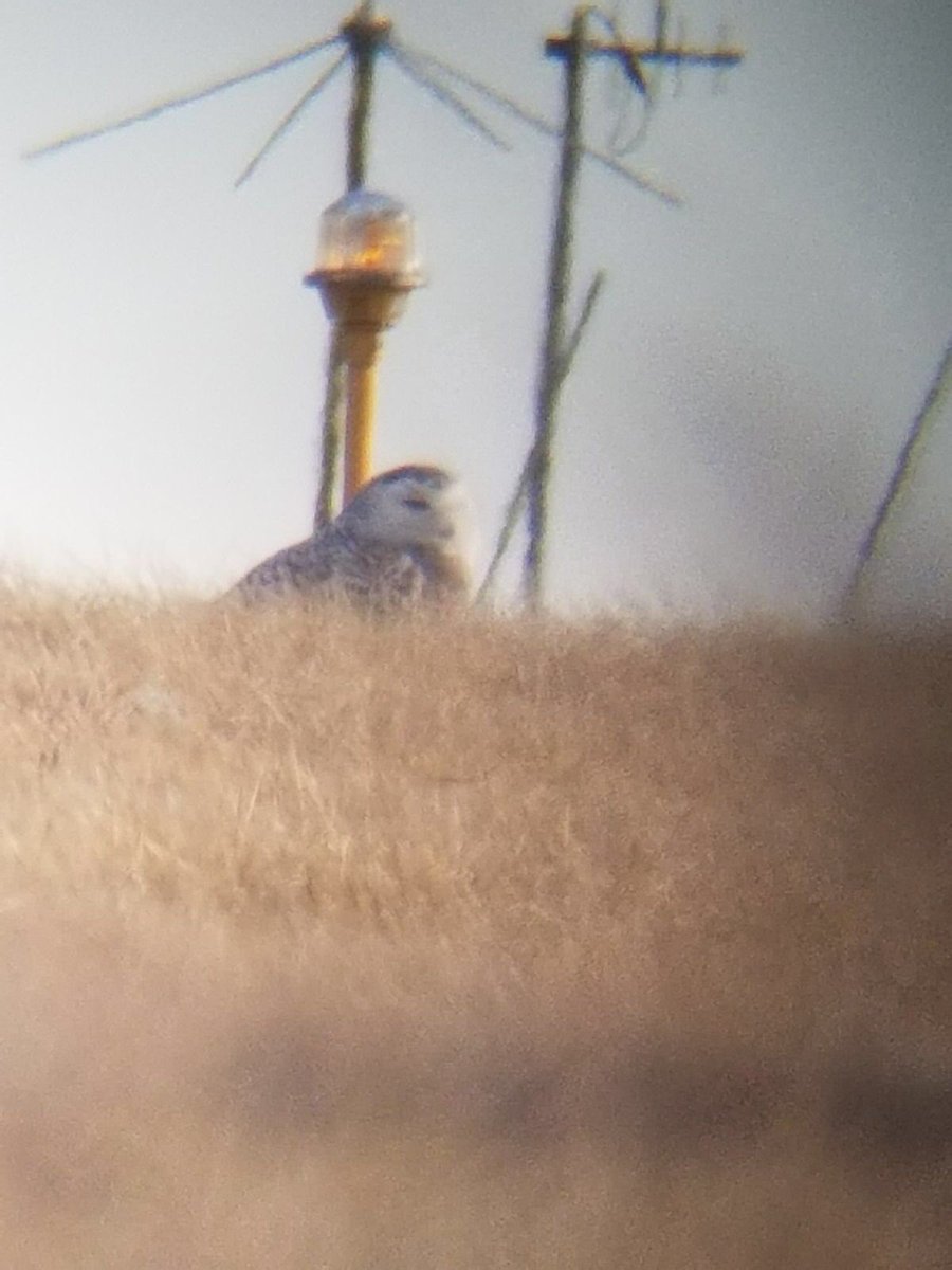 BRDPHL's tweet photo. Snowy owl is at airport in Ft Mifflin Rd almost to Enterprise Ave https://t.co/TUNWktzVkF