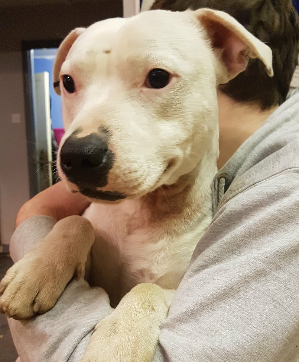 NWDogRescue's tweet image. 🐾LOUIS🐾 looking for a home. Please RT.
findingfureverhomes.org.uk/dogs/louis/
Enquiries via website please #honesttodog