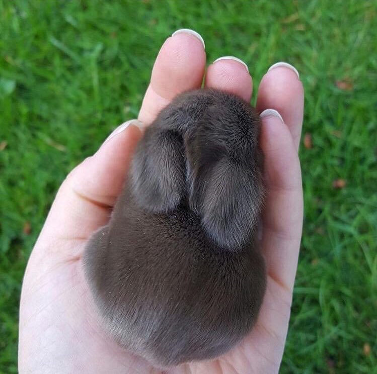 tokkily's tweet photo. Everyone deserves to see these buns https://t.co/5idHdVnKZ5