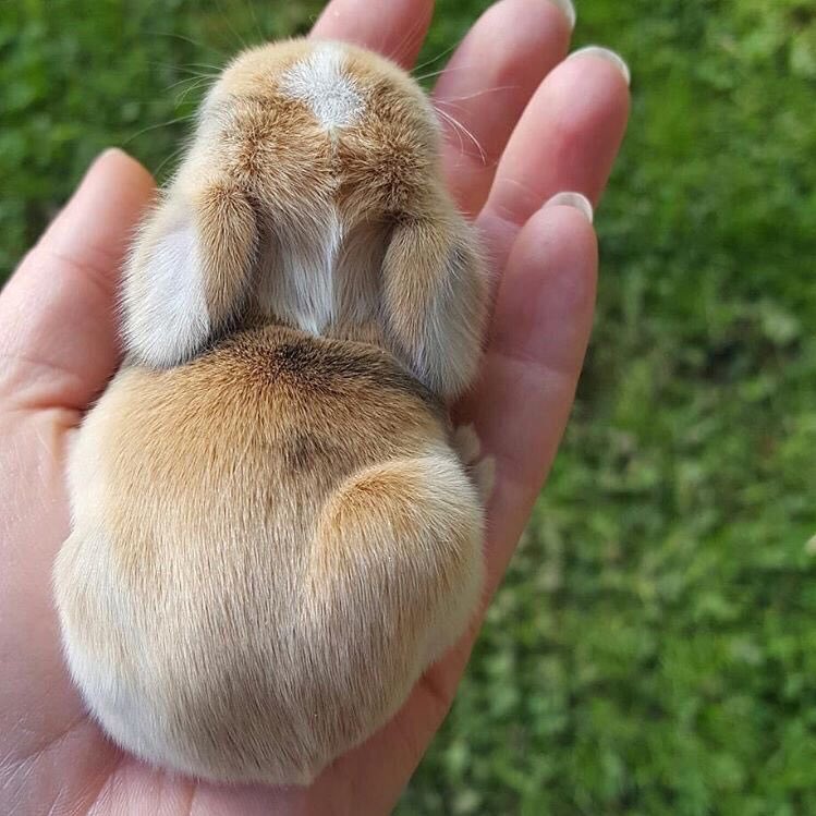 tokkily's tweet photo. Everyone deserves to see these buns https://t.co/5idHdVnKZ5