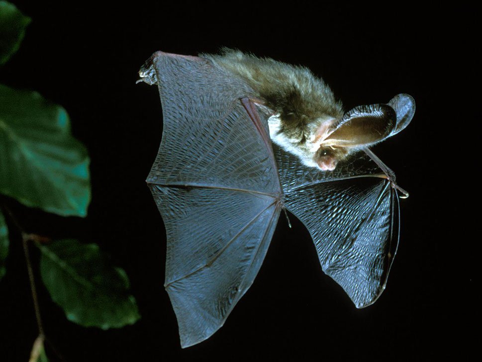_BCT_'s tweet photo. Bats continue to face huge challenges in terms of their long term conservation. Please donate and help us ensure that future generations will always be able to enjoy the pleasure of watching bats https://t.co/lbgoFm48Kf https://t.co/eNbLGXySKs