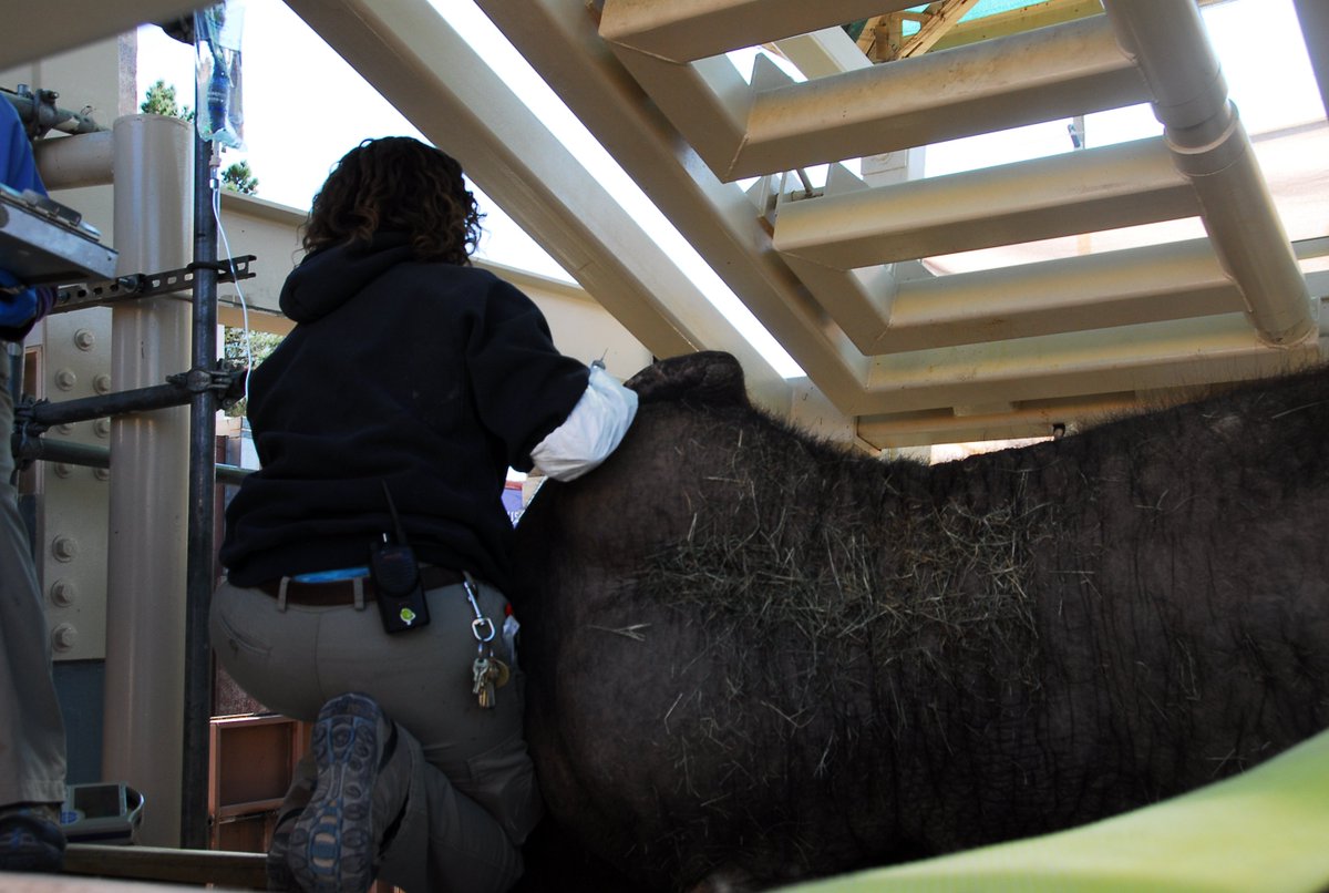 Rene Abilez (@915Tex) / Posts and Replies / X