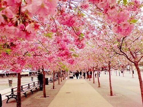 eearthpicss's tweet photo. Cherry Blossom Walk, Sakura, Japan. https://t.co/E7sfcbY3lz