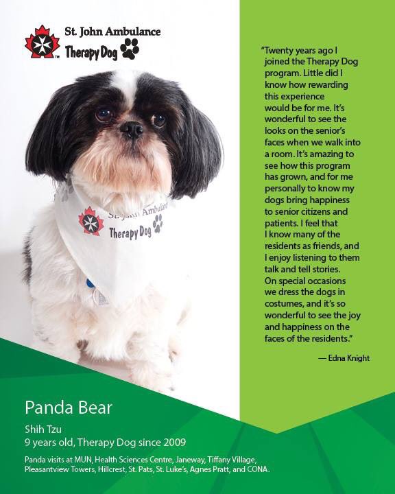 Edna R Knight On Twitter Check Out These 3 Shih Tzu Darlings Edna R Knight On Twitter Check Out