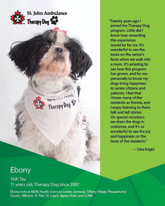 Edna R Knight On Twitter Check Out These 3 Shih Tzu Darlings Edna R Knight On Twitter Check Out