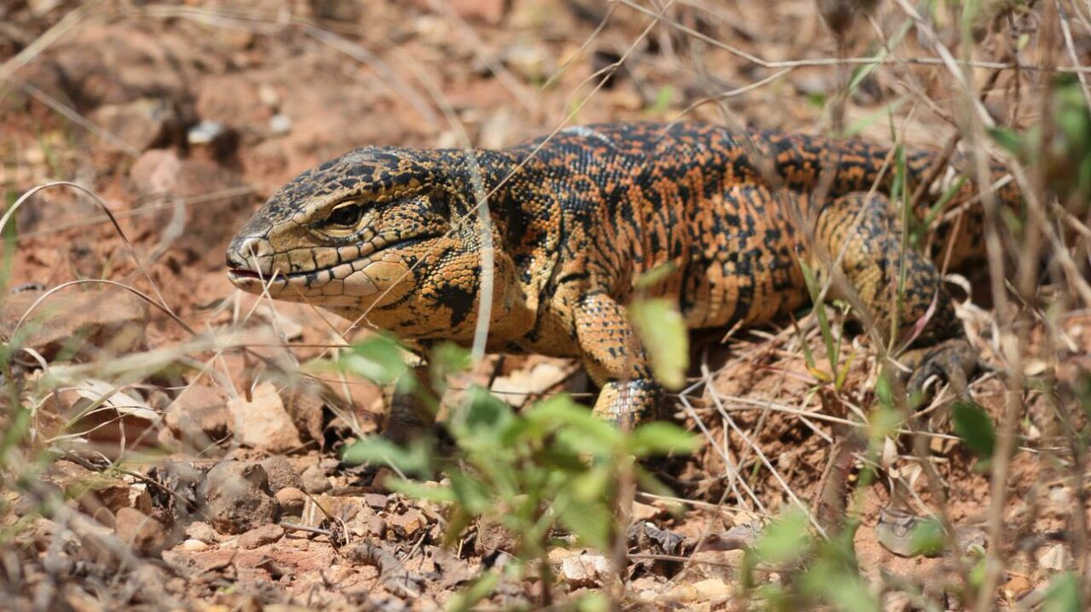 Ambientebogota's tweet photo. @CAR_Cundi Nos alegra mucho mostrarles algunos de los 40 animales silvestres que liberamos en Nilo Cundinamarca 🐿🦆🦎 https://t.co/Tcu4QnRvNl