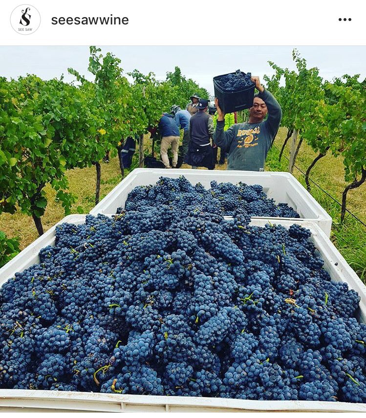 #V18 underway and #Orange delivers us a 10 deg morning! Got to love cool climate Orange! #tasteorange #sustainability #pinotnoir #seesawwine #vintage18
