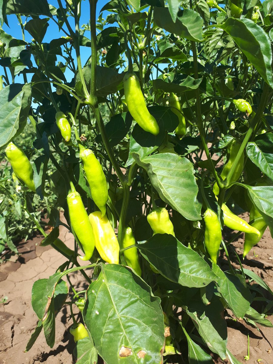 LuisaFlo27's tweet image. Cositas saludables!!!!