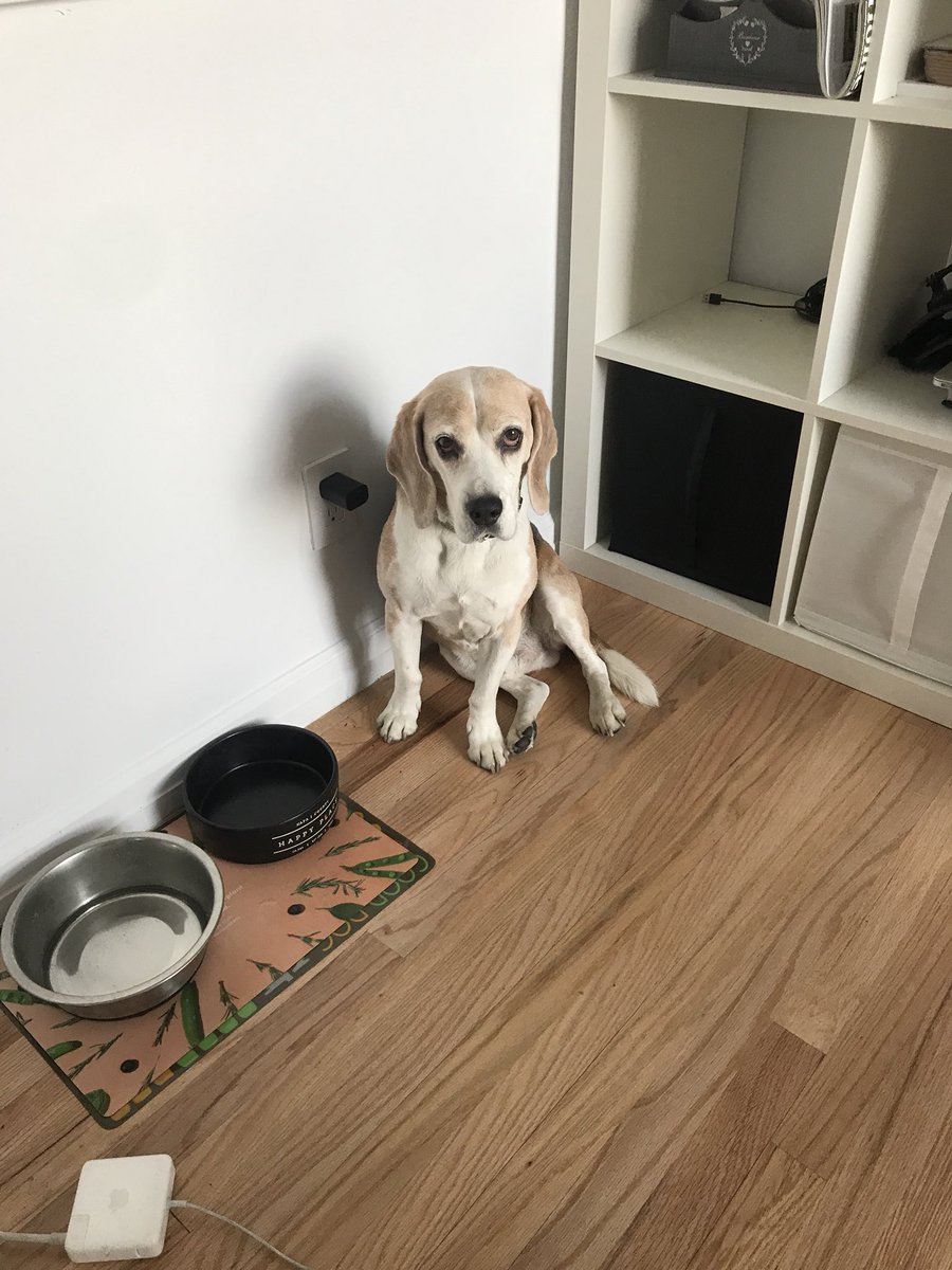 Does anyone else call for their dinner at around 3.30pm by doing laps around their bowl, knocking it, whimpering? Just me? Ok then!