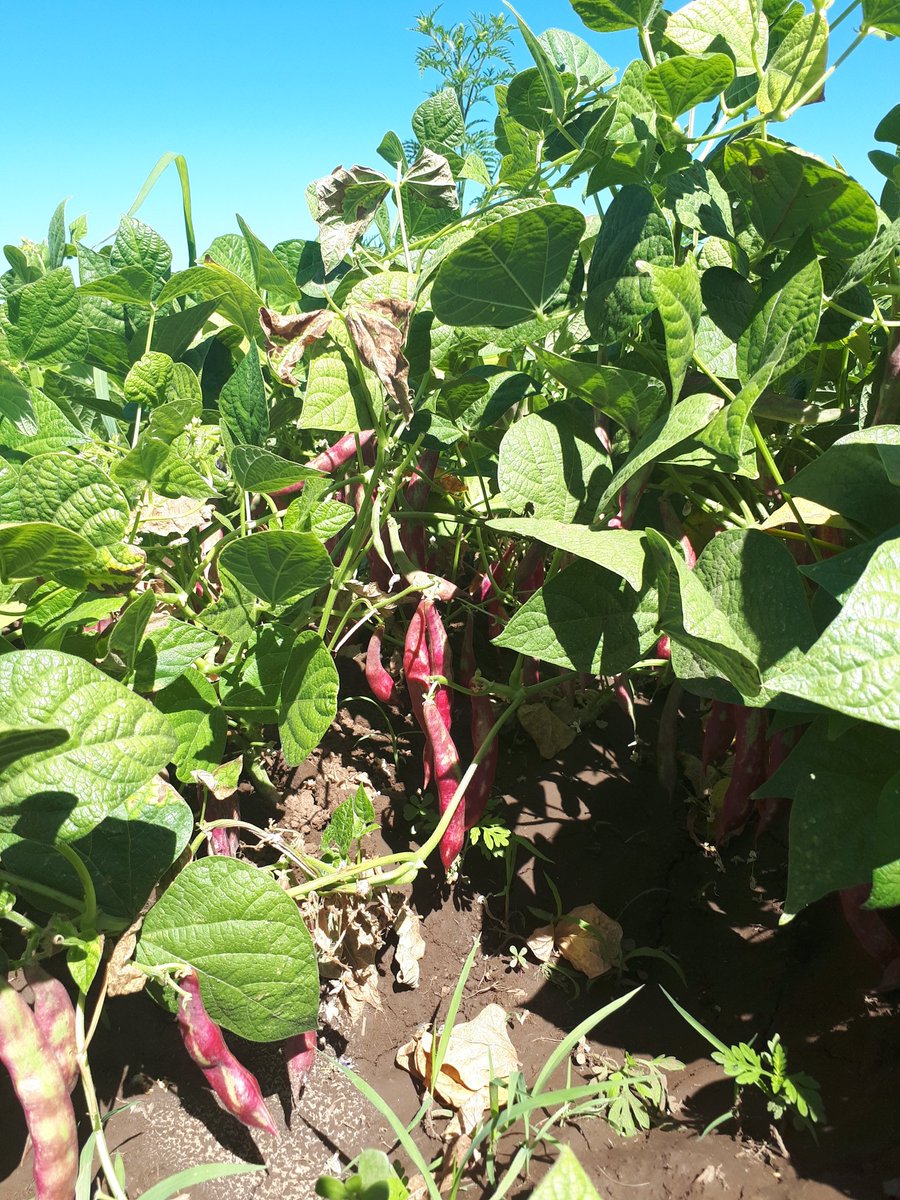 LuisaFlo27's tweet image. Cositas saludables!!!!