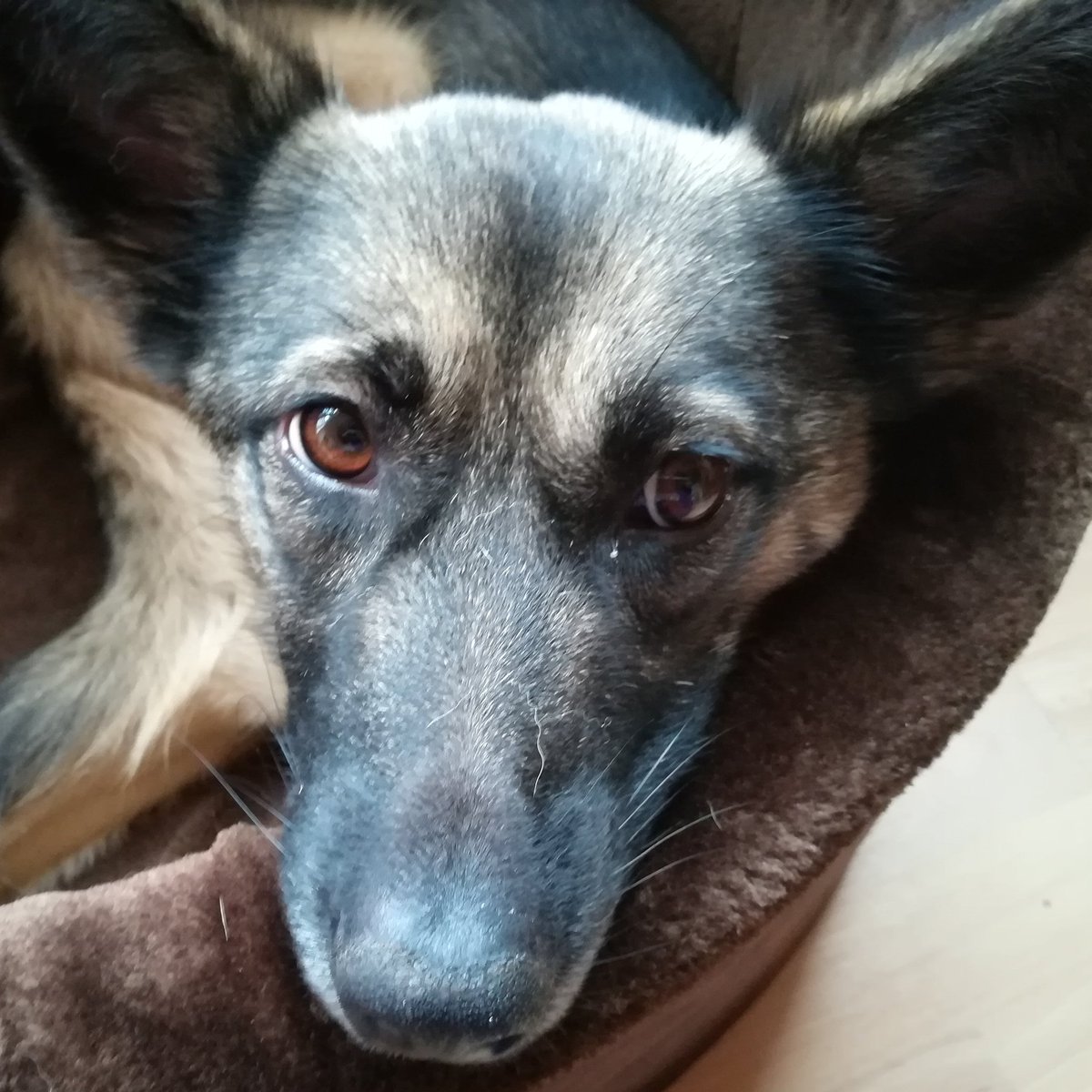 hunde hashtag on Twitter