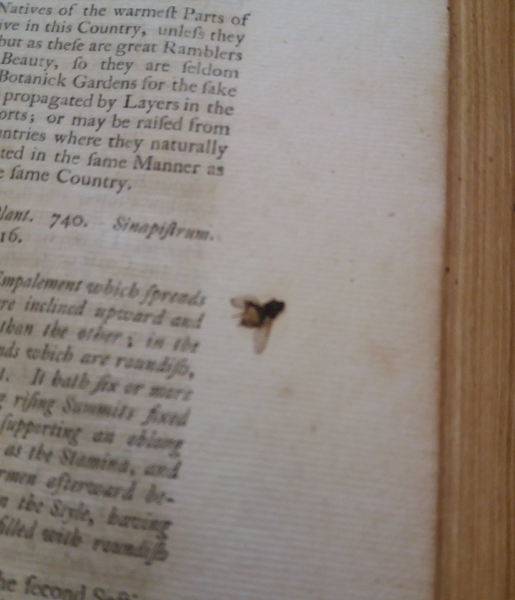 mtclaremuseum's tweet photo. Inside the Carrolls' Gardening dictionary, we found a fly flattened between the pages.  Could it be from the 18th century? #books #insect #library #garden https://t.co/YoH4sg1gCL