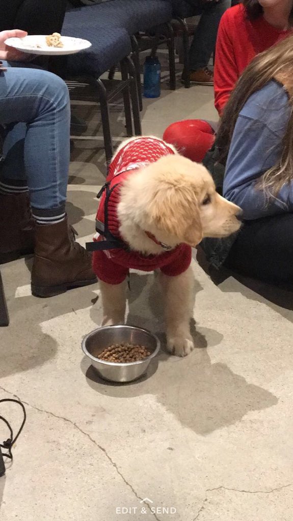 DogsOfOSU tweet picture