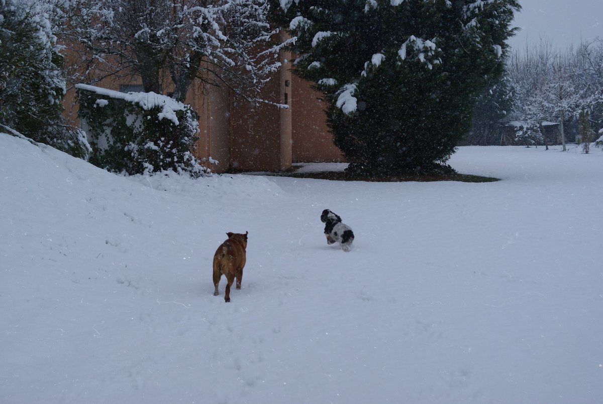 missteckelina's tweet photo. Cuando correr por la #nieve se convierte en su mayor afición 💙 #mascotas #perros https://t.co/1TdFFrBz3Z