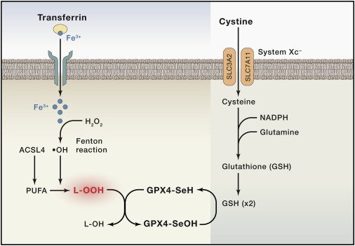 While it's been known that the essential function of #selenium was its  incorporation as #selenocysteine into #selenoproteins (e.g. the enzyme  #glutathioneperoxidase) now, Ingold et al. reveal the precise role of  #selenolatebased #catalysis