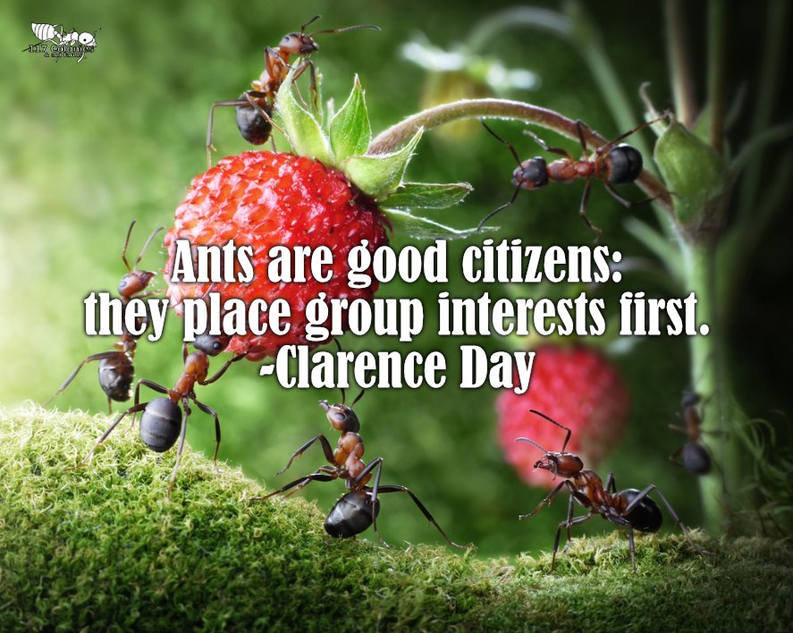 Colonies117's tweet image. “Ants are good citizens: they place group interest first.”-Clarence Day
#Ants #AntFarms #AntFarmsforsale